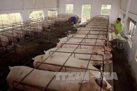 Chủ động bố trí kinh phí phòng, chống bệnh lở mồm long móng