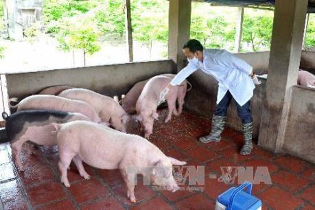 Hàn Quốc xác nhận dịch lở mồm long móng bùng phát trở lại