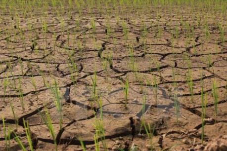 Liên hợp quốc kêu gọi viện trợ lương thực cho 34 quốc gia