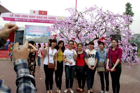 Những nét mới trong Lễ hội hoa Anh đào Hạ Long 2016