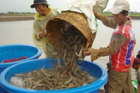 Tôm thẻ thương phẩm được giá
