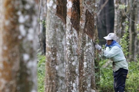 Indonesia giảm xuất khẩu cao su tự nhiên