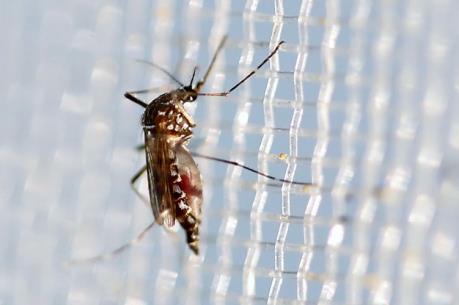 Mỹ "bật đèn xanh" dùng muỗi biến đổi gien chống Zika