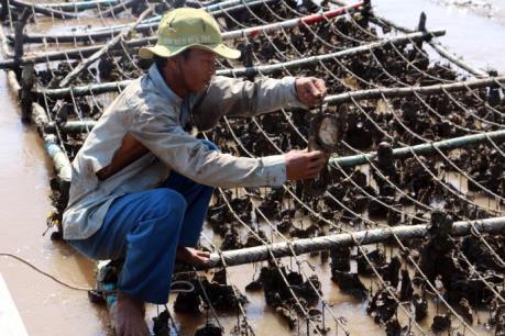 Tìm ra nguyên nhân khiến hàu chết liên tiếp tại cửa  sông ở Quảng Ninh