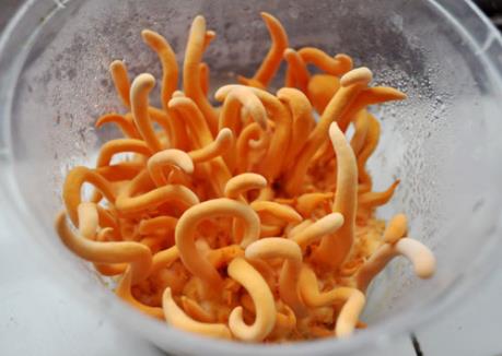 Tỷ phú đông trùng hạ thảo