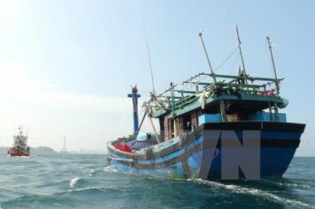 Khan hiếm gỗ cho đóng tàu cá