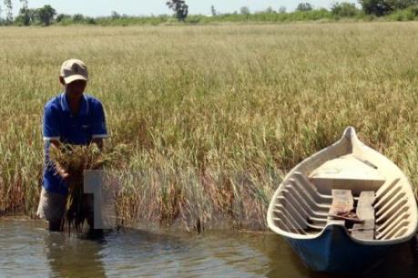 Nhiều loại dịch hại trên lúa phát sinh mạnh