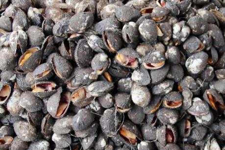 Quảng Ninh thu giữ hơn 2,4 tấn sò không rõ nguồn gốc
