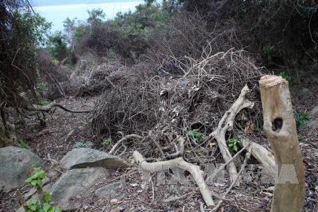 Cách chức lãnh đạo Hạt Kiểm lâm liên quận Sơn Trà - Ngũ Hành Sơn