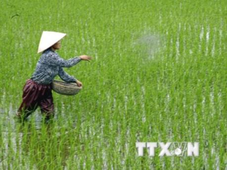Xây dựng “kịch bản” sản xuất nông nghiệp thích ứng với xâm nhập mặn