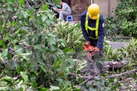 Tiếp tục cắt tỉa, dịch chuyển 62 cây xanh trên đường Xuân Thủy