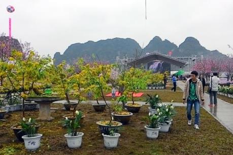 Khai mạc lễ hội hoa Anh đào - Mai vàng Yên Tử, Hạ Long 2016