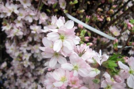 Ngày hội hoa anh đào sẽ diễn ra tại Đà Lạt từ ngày 11/2