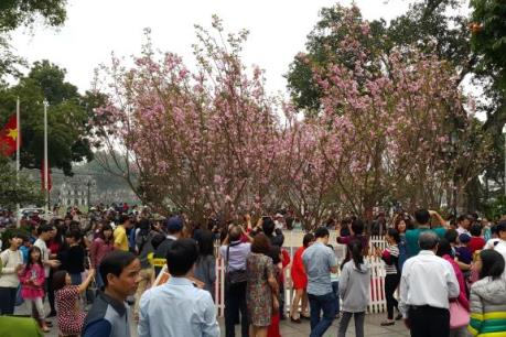 Kéo dài thêm một ngày trưng bày hoa anh đào tại Hà Nội 