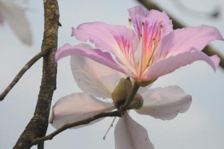 Sắc trắng hoa Ban ngập tràn vùng cao Tây Bắc