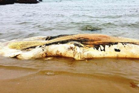 Xác cá voi nặng khoảng 5 tấn trôi dạt vào bờ biển Quảng Bình