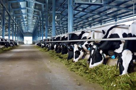 Vinamilk đưa vào hoạt động trang trại bò sữa theo công nghệ hàng đầu thế giới