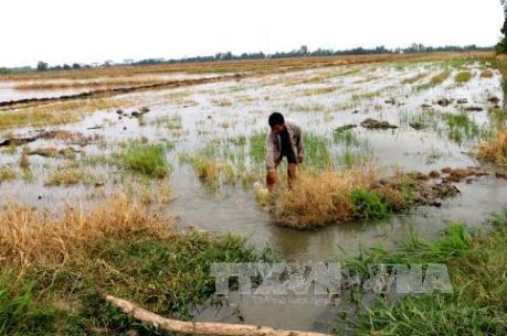 Doanh nghiệp trước nỗi lo thiếu nguyên liệu vì hạn, mặn