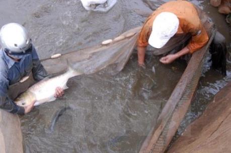 Thái Nguyên nhân rộng mô hình thâm canh thủy sản chất lượng cao