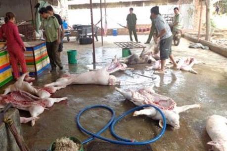 Phát hiện lợn bị tiêm thuốc an thần và bơm nước trước lúc giết mổ