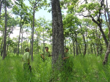 Chuyện giữ rừng ở Yokdon