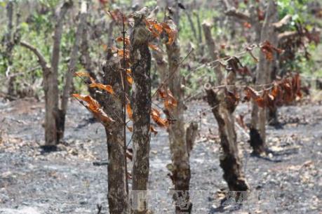 Người dân Nam Trung bộ lao đao vì khô hạn - Bài 1: Suy kiệt vì nắng hạn