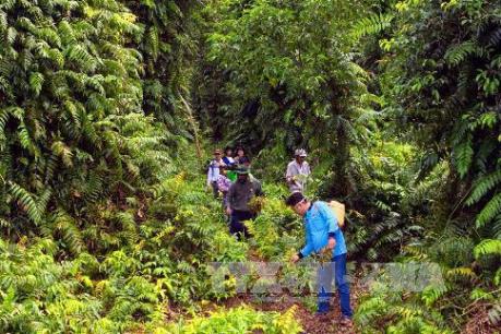 43.500 ha rừng tràm U Minh Hạ đang ở cấp độ báo động cháy cao nhất