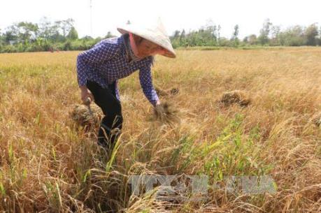 ĐBSCL chung sức chống hạn, mặn