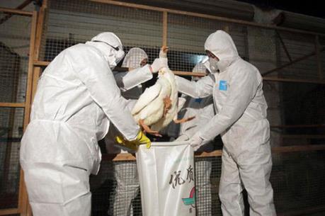 Hàn Quốc xuất hiện dịch cúm gia cầm