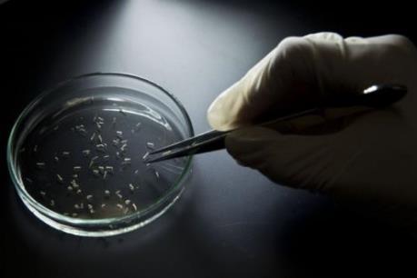 Virus Zika có thể tấn công tế bào thần kinh của người lớn