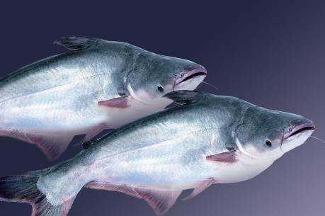 ATA: Giải trình cổ phiếu tăng trần 10 phiên liên tiếp