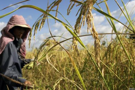 Sản lượng thóc lúa mùa khô của Campuchia giảm nhẹ do hạn hán