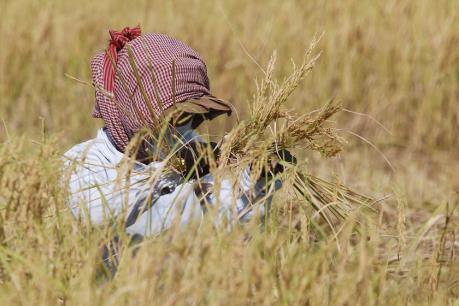 Malaysia xây giếng khoan phục vụ nông nghiệp