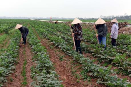 Tìm động lực cho HTX kiểu mới - Bài 3: Sức mạnh của hợp tác xã kiểu mới