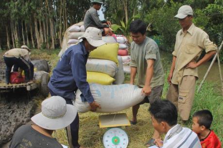 Nông dân Hậu Giang mất tiền tỷ vì lấy tiền đặt cọc lúa trước