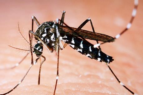 Muỗi vằn mang vi khuẩn Wolbachia chặn được sốt xuất huyết Dengue và vi rút Zika