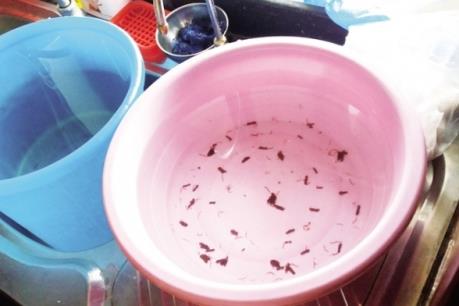 Nguyên nhân giun sán xuất hiện trong nước sạch ở chung cư CT9 Định Công