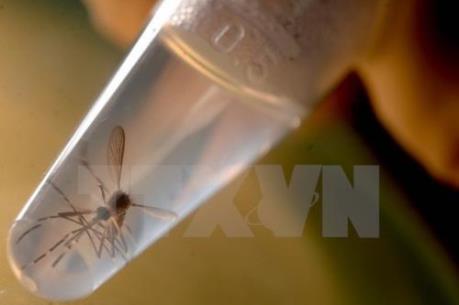 Người dân không nên tự xét nghiệm xác định vi rút Zika