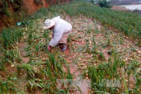 Mưa đá gây thiệt hại nghiêm trọng ở Tuyên Quang