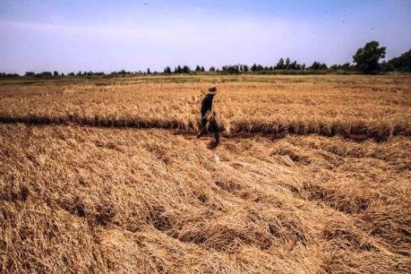 Nhiều diện tích lúa ở Đồng Tháp bị chết do nhiễm phèn