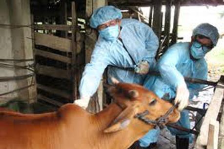 Lào Cai xuất hiện ổ dịch lở mồm, long móng