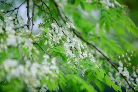 Dự báo thời tiết đêm nay ngày mai: Thời tiết ngày càng tốt lên