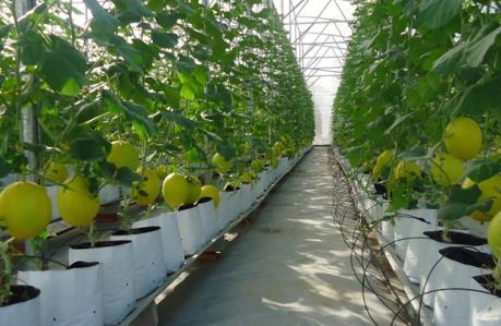 VinEco đầu tư sản xuất nông nghiệp công nghệ cao tại Hà Nam