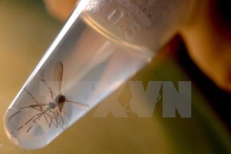 WHO khuyến cáo biện pháp phòng lây nhiễm vi rút Zika hiệu quả nhất