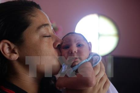 Khả năng lây lan dịch bệnh do vi rút Zika rất lớn