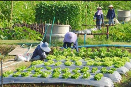 Hạn hán buộc Thái Lan phải đa dạng cây trồng vì hạn hán