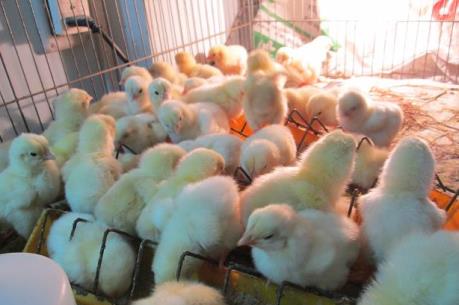 Cần có hàng rào kỹ thuật đủ mạnh với gà nhập khẩu từ Trung Quốc