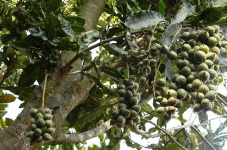 Bộ NN&PTNT: Đảm bảo quy hoạch trong phát triển cây mắc ca