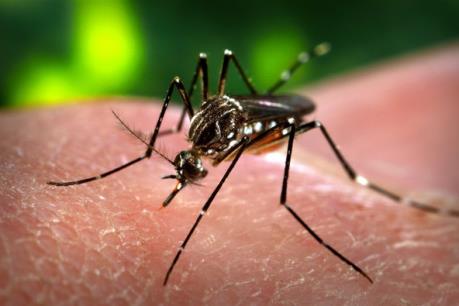 Phòng chống dịch bệnh do vi rút Zika: Tăng cường tuyên truyền đến phụ nữ mang thai