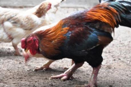 Gà Móng Tiên Phong được cấp giấy chứng nhận Nhãn hiệu tập thể